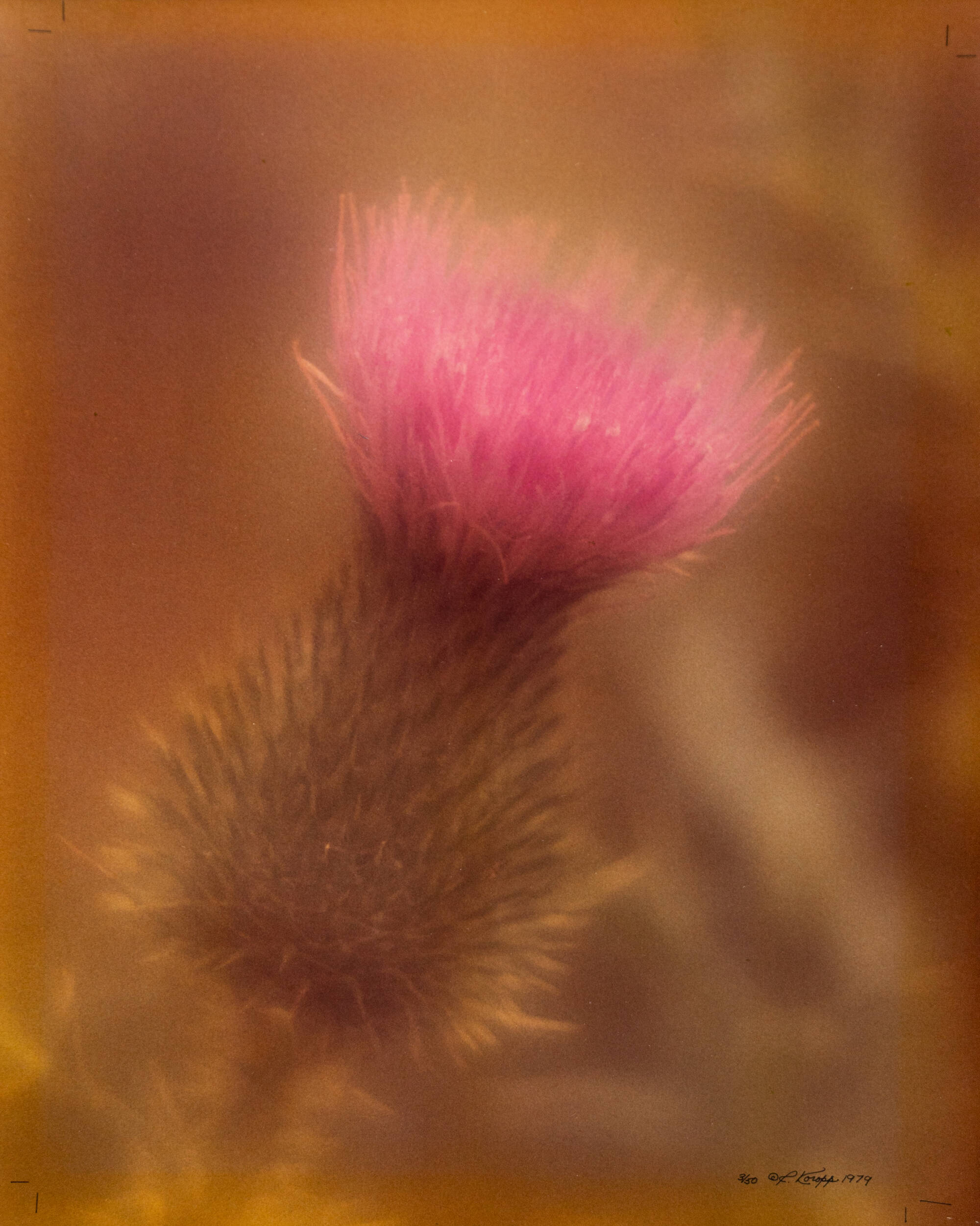 Blurry color photograph of a pink thistle flower.